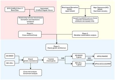 Revealing genetic causality between blood-based biomarkers and major depression in east Asian ancestry